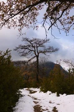 The path leading to a fork against the backdrop of a mountain Foto stock