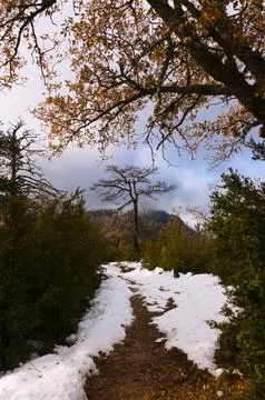 The path leading to a fork Foto stock