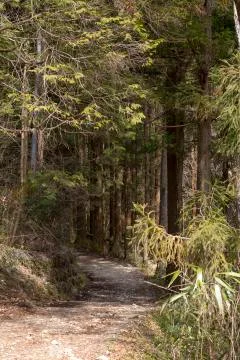 Path leading into forrest pine and bamboo Stock Photos