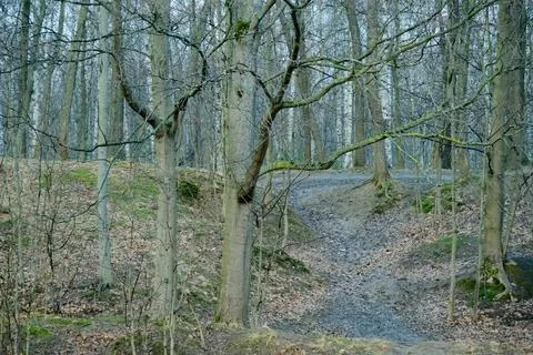 The path leading to the hill in the cold spring morning forest Stock Photos