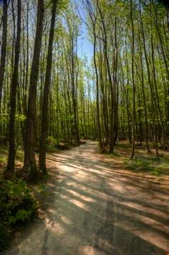 Path leading through beech tree forest with bright sunlight Stock Photos