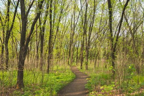Path leading through deciduous forest between bright green trees. Hiking trail Stock Photos