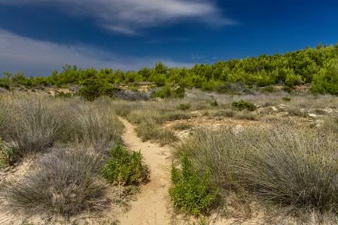 A path leading through a dense forest towards Podsilo Beach on the island o.. Stock Photos