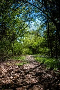 Path leading through a dense green deciduous forest on a beautiful spring day Stock Photos