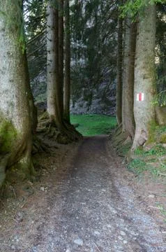 Path leading through dimly lit forest on mount rigi towards to the Buddhist t Stock Photos