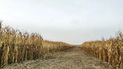 Path leading through dry cornfield under cloudy sky. mobile photo Stock Photos