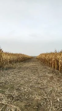 Path leading through dry cornfield under cloudy sky. mobile photo Stock Photos
