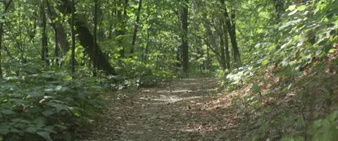 Path leading through the forest 4K anamorphic video Stock Footage 316876983