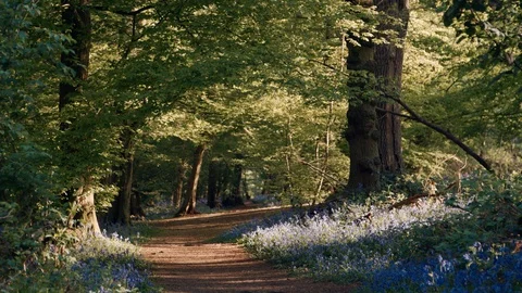 Path Leading Through Forest with Bluebells Lit by Golden Sunshine Stock Footage 129368815