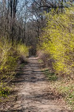 Path leading through forest, dense shrub with small green leaves Stock Photos