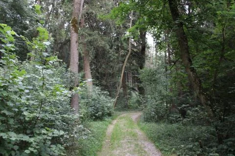 Path leading through a forest Stock Photos