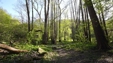 Path Leading Through Green Forest on a Sunny Spring Day Stock Footage 129203806