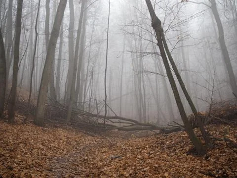 Path leading through a misty forest in the morning sunlight. Foto stock