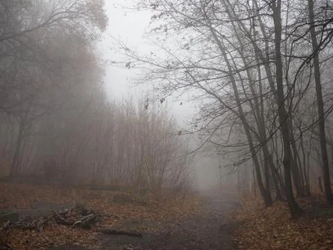 Path leading through a misty forest in the morning sunlight. Foto stock