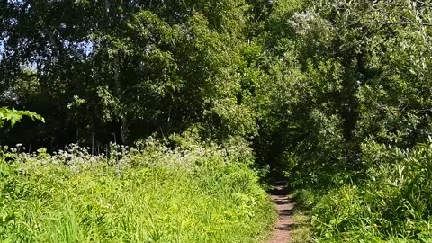Path leading through the park on a summer day Stock Footage 132102906