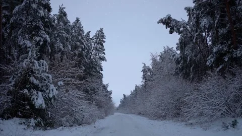 A path leading through a snowy forest Stock Footage 258606957