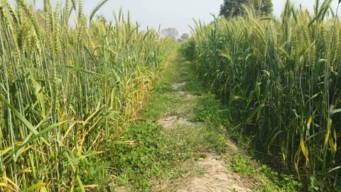 Path leading through wheat field Stock-Footage 269509840