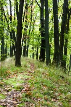 Path leading through the woods Stock Photos