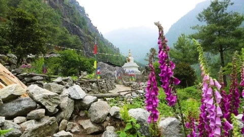 Path leading towards a temple with purple flowers and rocks in the foreground Stock Footage 77445829