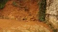 Path leading to the woods in Sri Lanka HD Footage