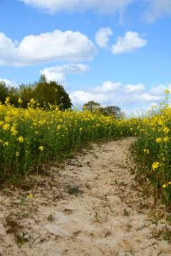 Path leads through a field of yellow oilseed rape Stock Photos