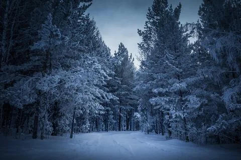 A path leads through a forest filled with snow-covered trees under a cloudy.. Stock Photos