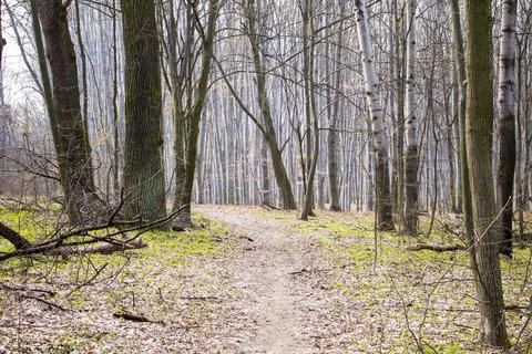 The path leads through the various deciduous trees in the beech grove Stock Photos
