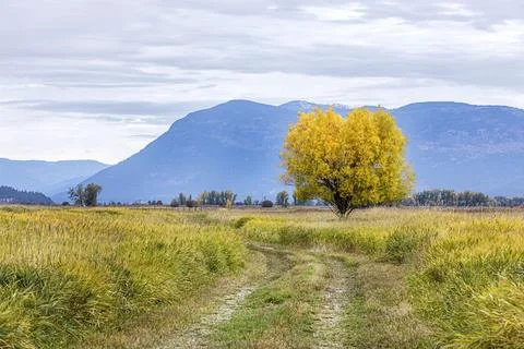 Path leads to tree in grassy field. Stock Photos