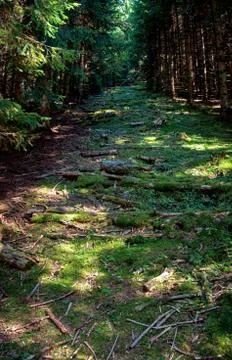 A path leads upwards between the trees of a forest. Stock Photos