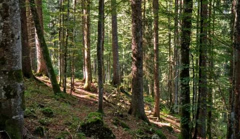 A path leads upwards between the trees of a forest. Stock Photos