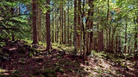 A path leads upwards between the trees of a forest. Stock Photos