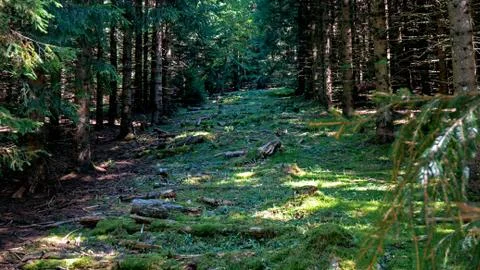 A path leads upwards between the trees of a forest located in a Swiss forest. Stock Photos