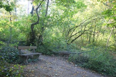 A path with leaf on the ground in herb Stock Photos