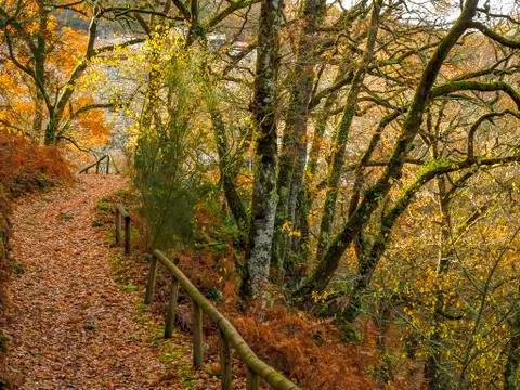 Path of leaves in the forest Photos