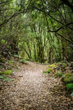 Path with leaves in the forest Stock Photos