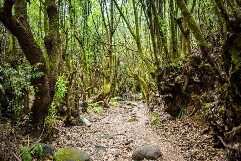 Path with leaves in the forest Stock Photos