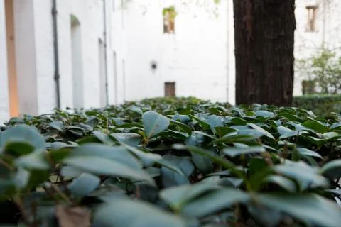 Path of leaves Фото