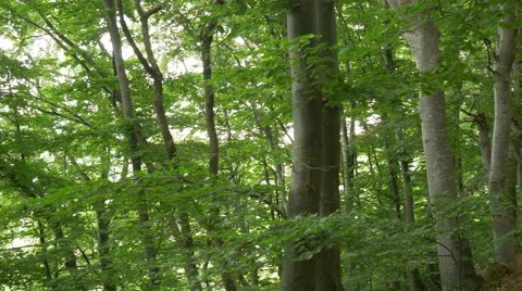 Path with Leaves in the Woods Stock Footage 52211755