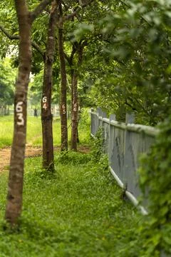 The path led by the fence is covered with numbered greenery Stock Photos