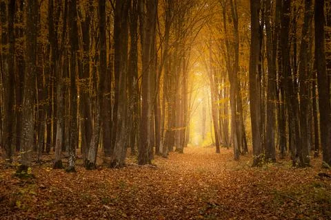 A path with light in the autumn forest Stock Photos