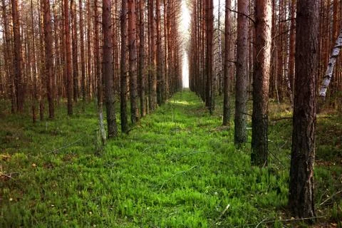 Path to light through a red pine on the green grass. Stock Photos
