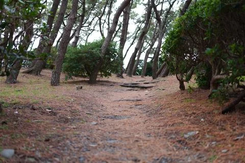 A path lined with bare trees Stockfoto's