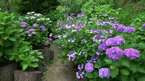 Path lined with blooming purple hydrangea flowers. 4K 库存影片 337281103