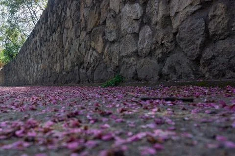 Path lined with flower petals Stock Photos