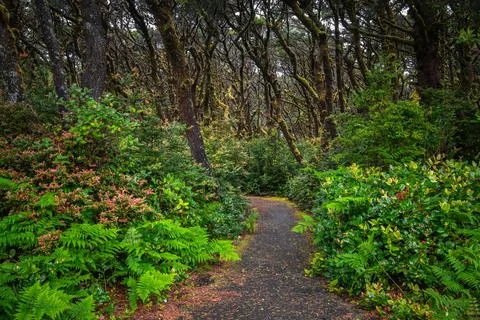 A path lined with lush vegetation and ferns curves through a woodland Stock-Fotos