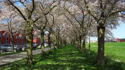 Path Lined With Pink and White Spring-Blooming Trees Stock Photos