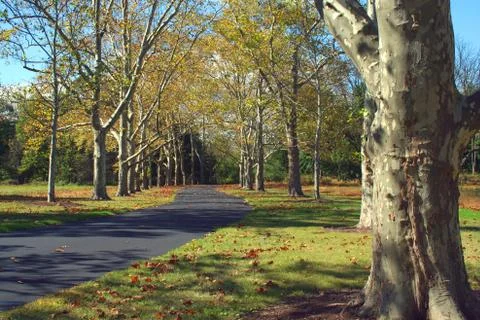 Path lined with sycamore trees Stock Photos