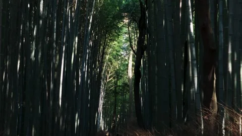 Path lined with tall bamboo trees in Kyoto forest in Japan Video stock 130387271