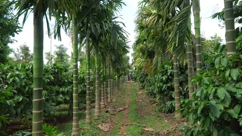 Path Lined with Tall Betel Palm Trees in Highland Coffee Farm 스톡 동영상 344013409