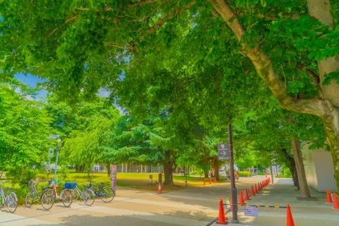 A path lined with trees and bicycles Stock Photos